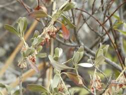 Image of Teucrium heterophyllum L'Hér.