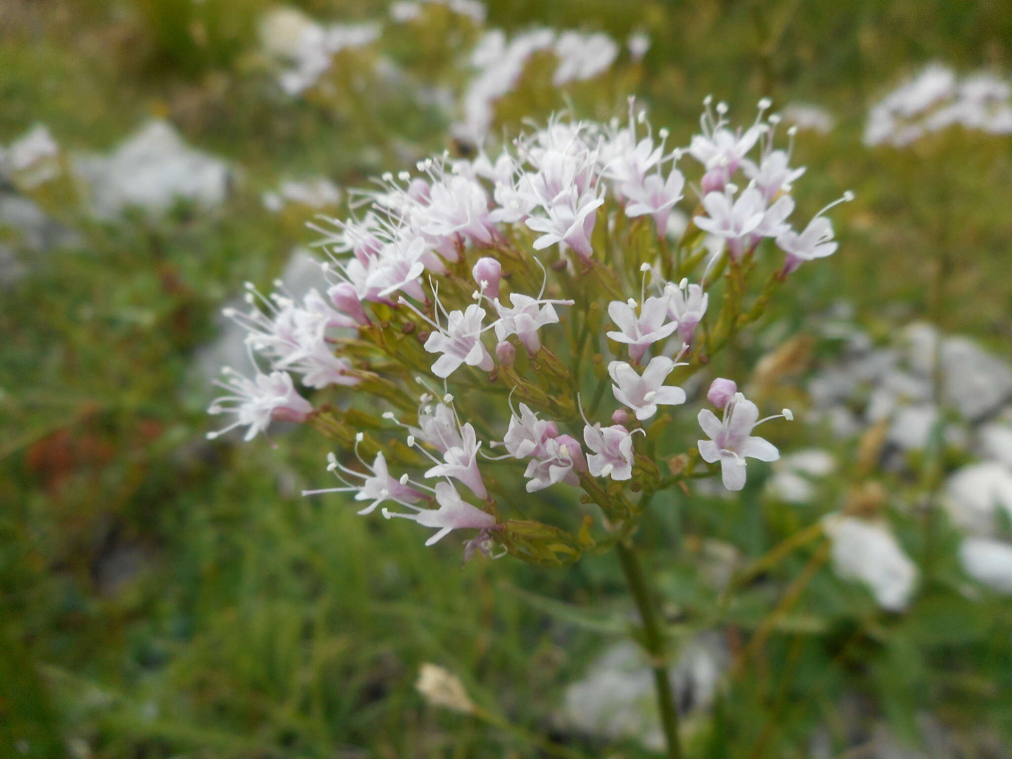 Image of Valeriana montana L.