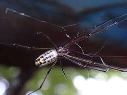 Image of Leucauge hebridisiana Berland 1938