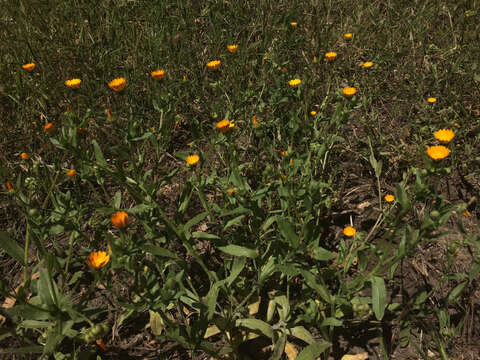 Image of field marigold