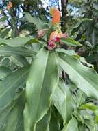 Image of Costus pictus D. Don