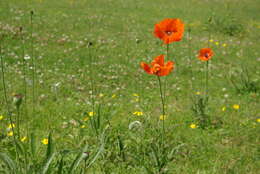 Imagem de Papaver orientale var. paucifoliatum Trautv.