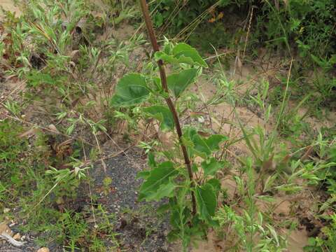 Image of rosinweed sunflower