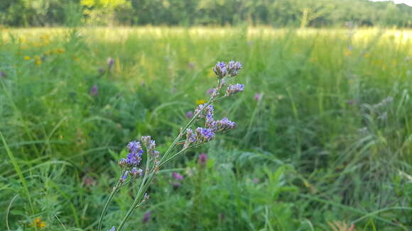 صورة Limonium tomentellum (Boiss.) O. Kuntze