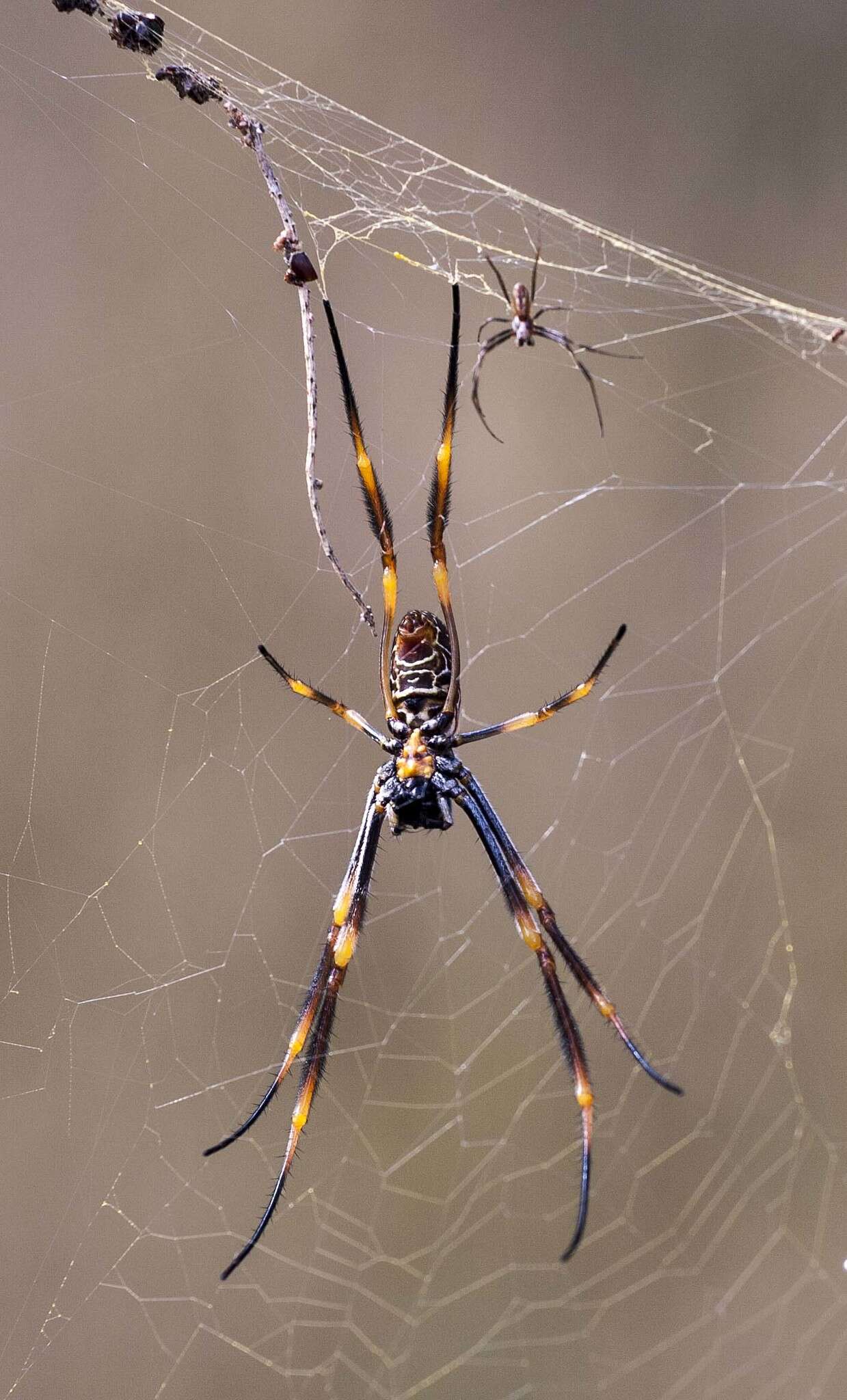 صورة Trichonephila plumipes (Latreille 1804)