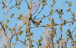 Image of Common Whitethroat