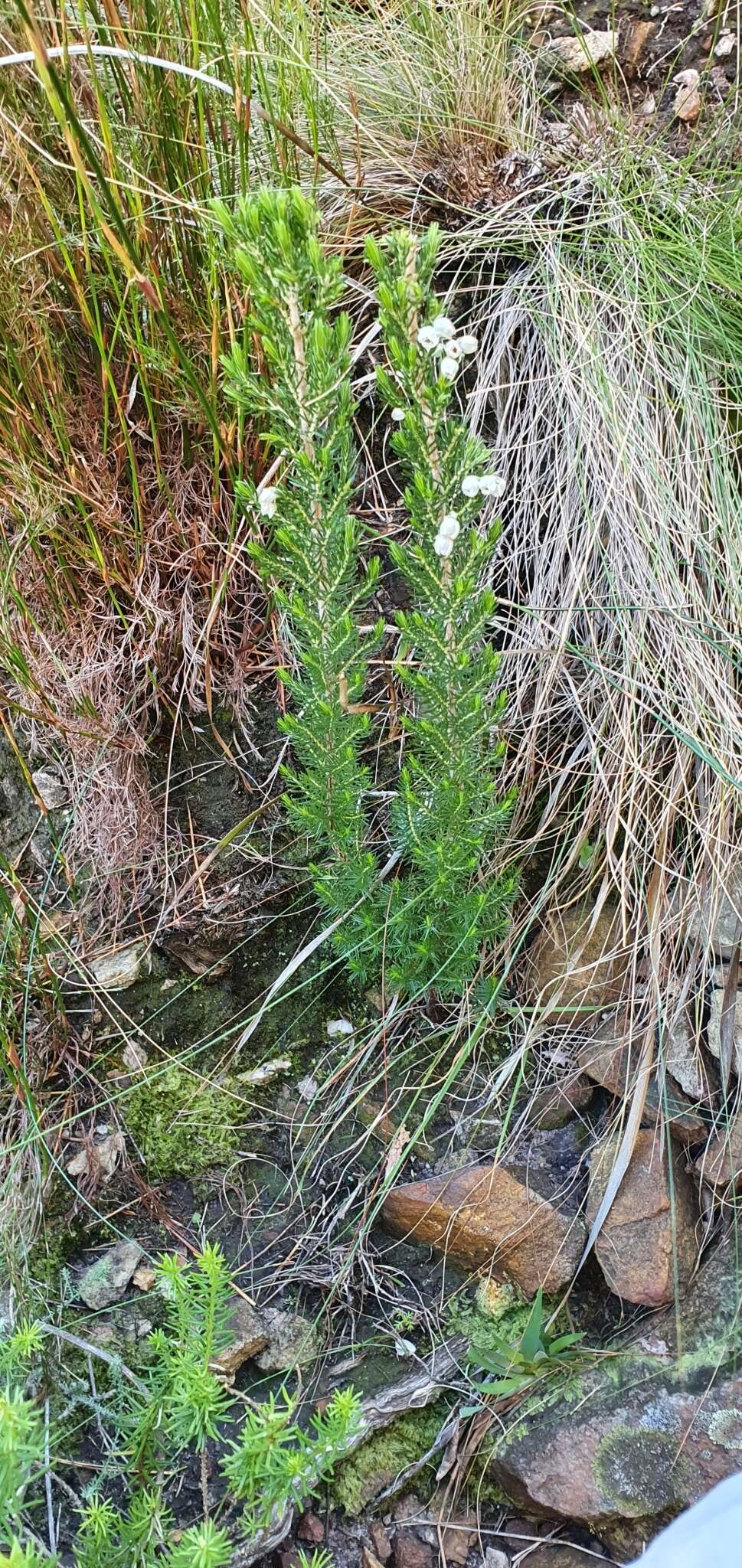 Image of Erica triflora L.