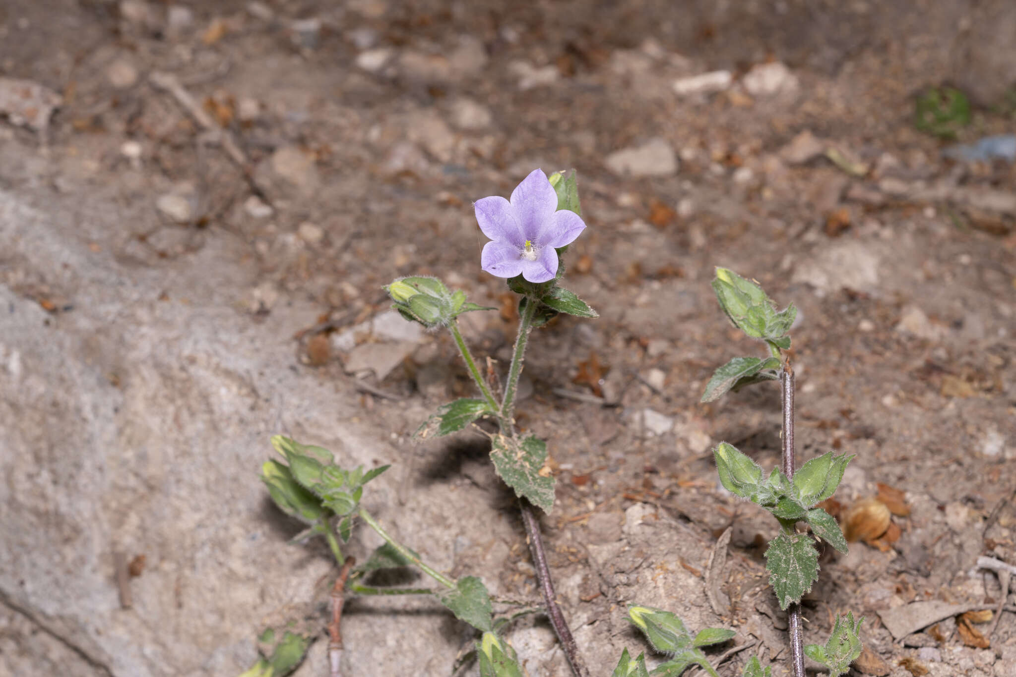 Image de Campanula hagielia Boiss.