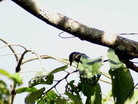 Image of Black-winged Flycatcher-shrike