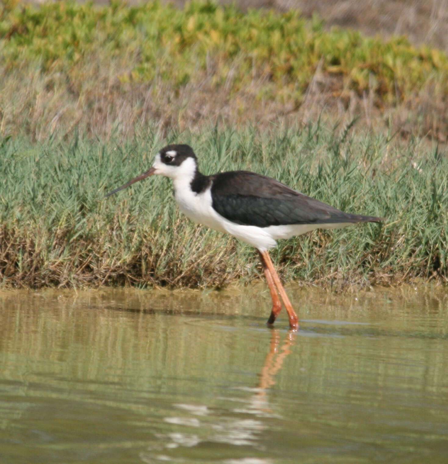 Image of Hawaiian stilt