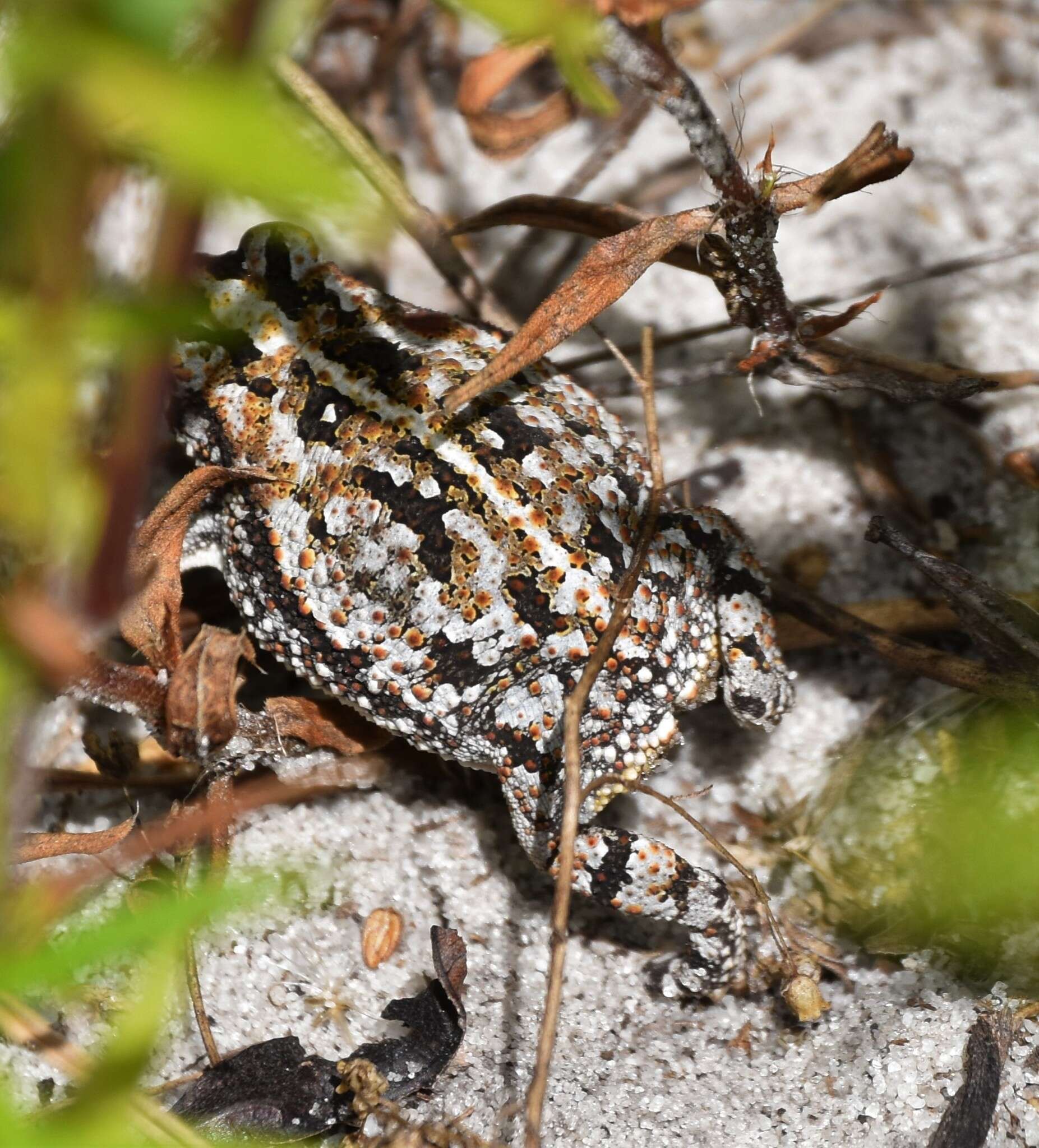 Anaxyrus quercicus (Holbrook 1840) resmi