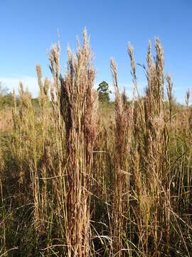 Image of Colombian bluestem