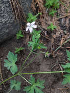 Image of California cranesbill