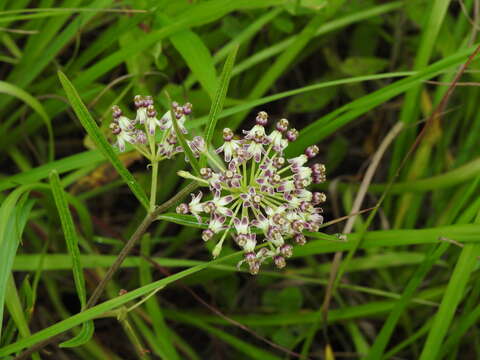 Image of longleaf milkweed