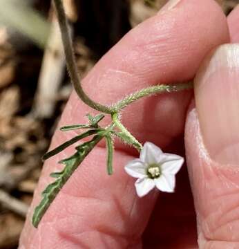 Plancia ëd Convolvulus clementii Domin