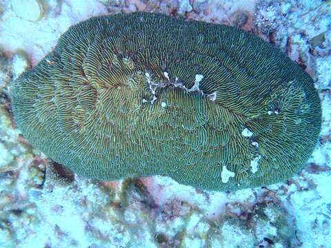 Image of dome coral