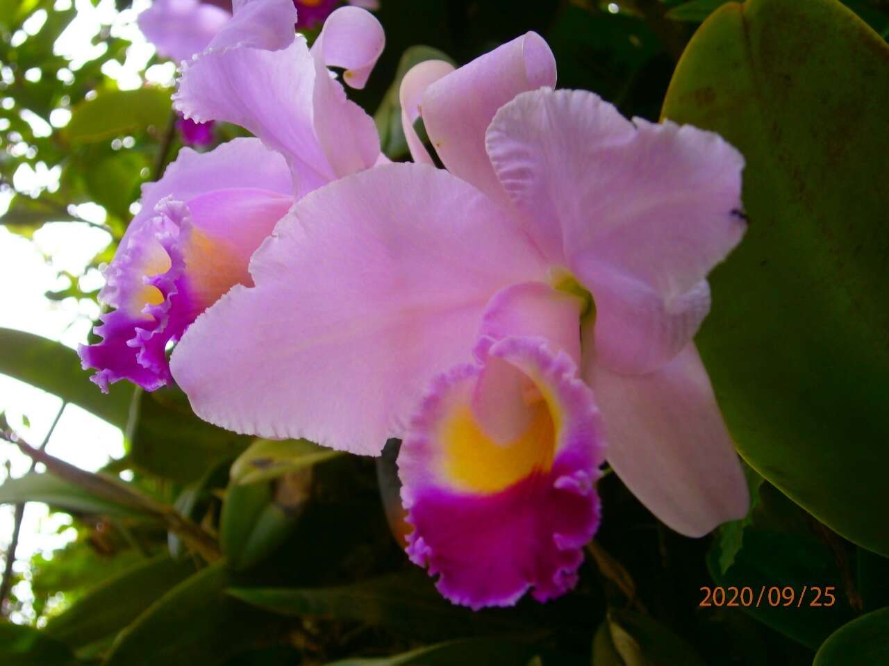 Imagem de Cattleya trianae Linden & Rchb. fil.