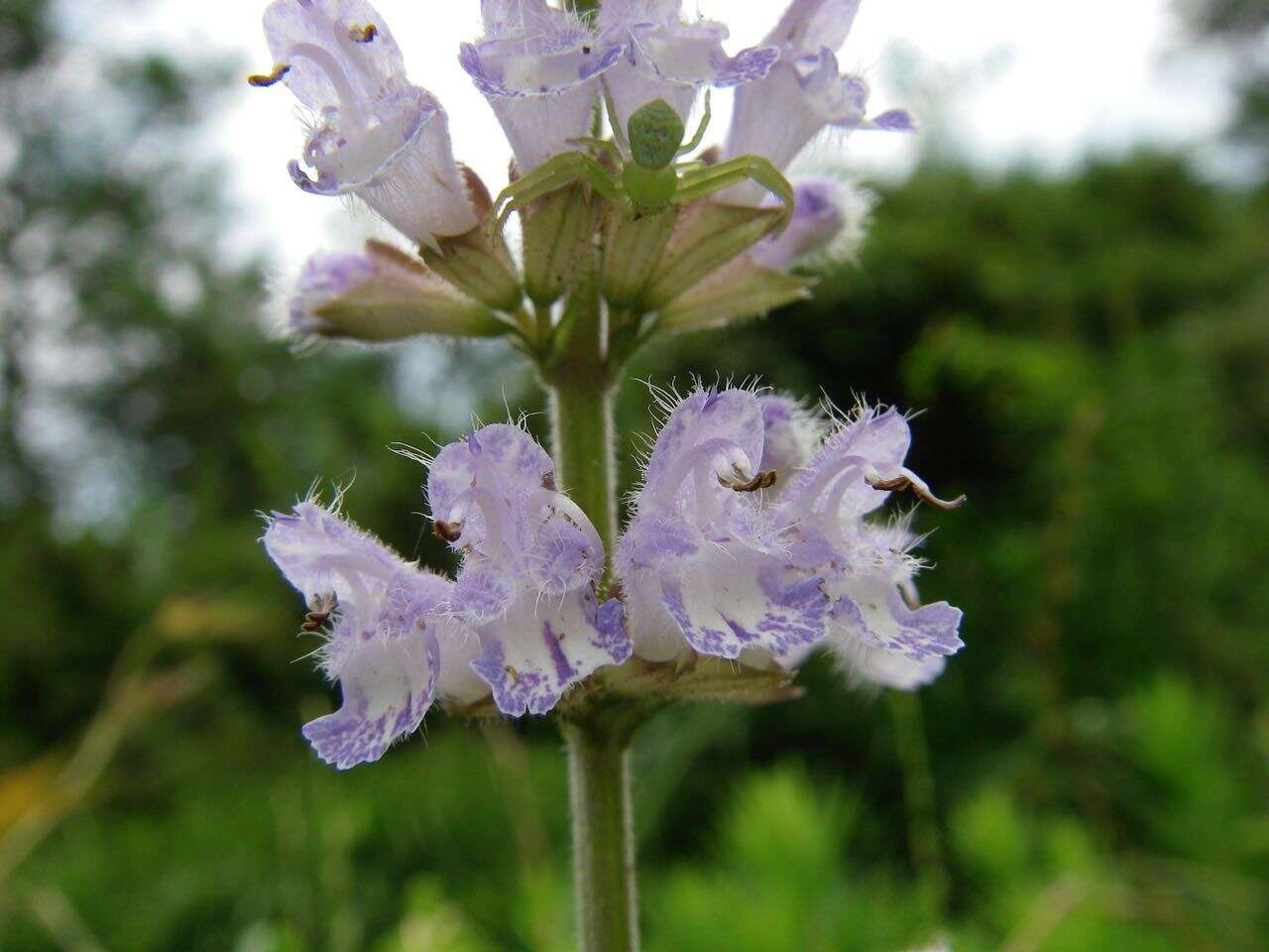 Image of Salvia japonica Thunb.