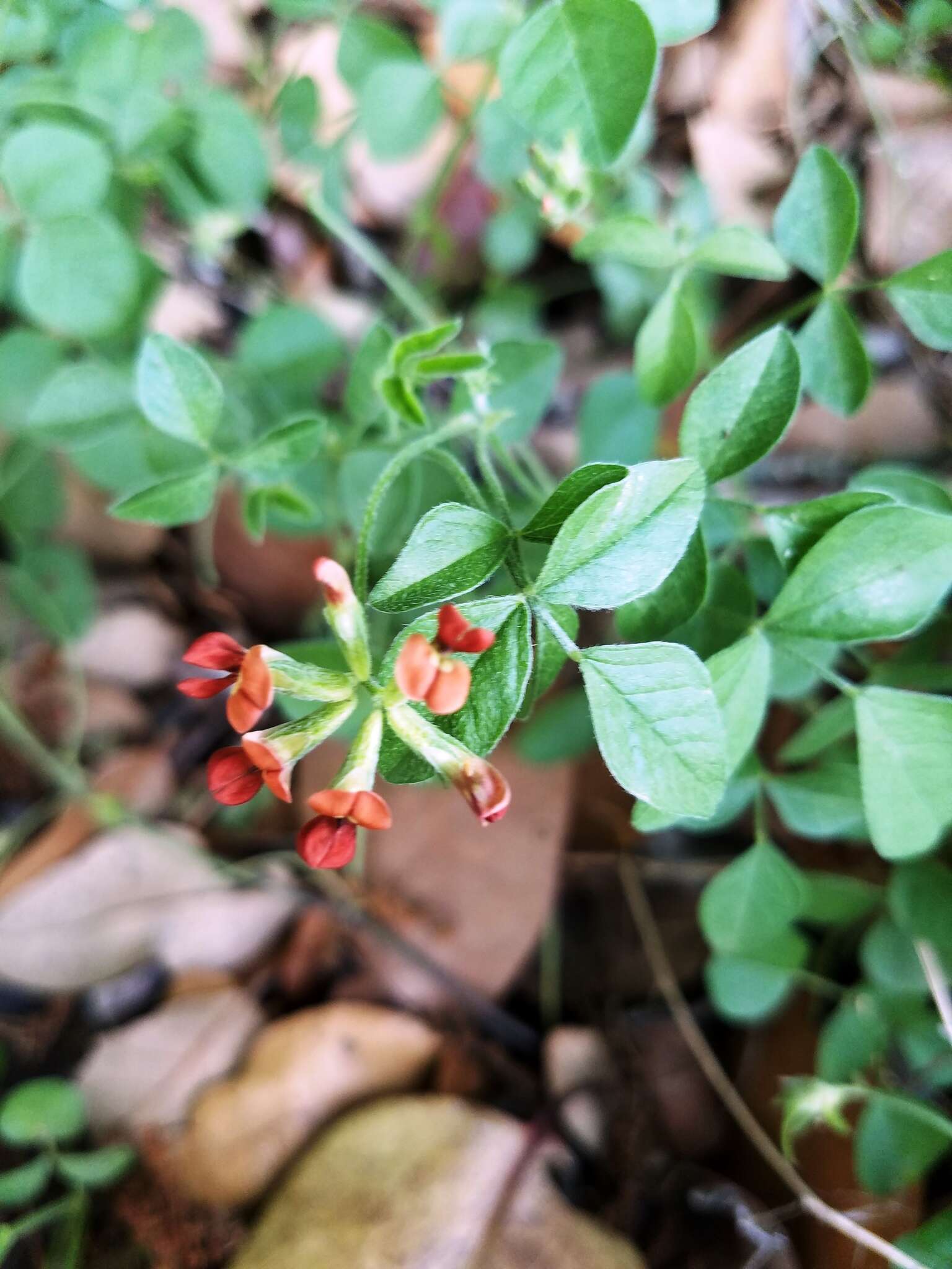 Psoralea rhombifolia Torr. & A. Gray的圖片