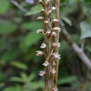Image de Goodyera humicola (Schltr.) Schltr.
