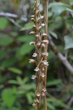 Image of Goodyera humicola (Schltr.) Schltr.