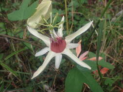 Image de Passiflora aurantia Forst. fil.