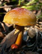 Image of Cortinarius sinapicolor Cleland 1933