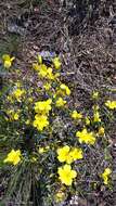 Image de Linum mucronatum subsp. armenum (Bordzil.) P. H. Davis