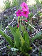 Primula parryi A. Gray resmi