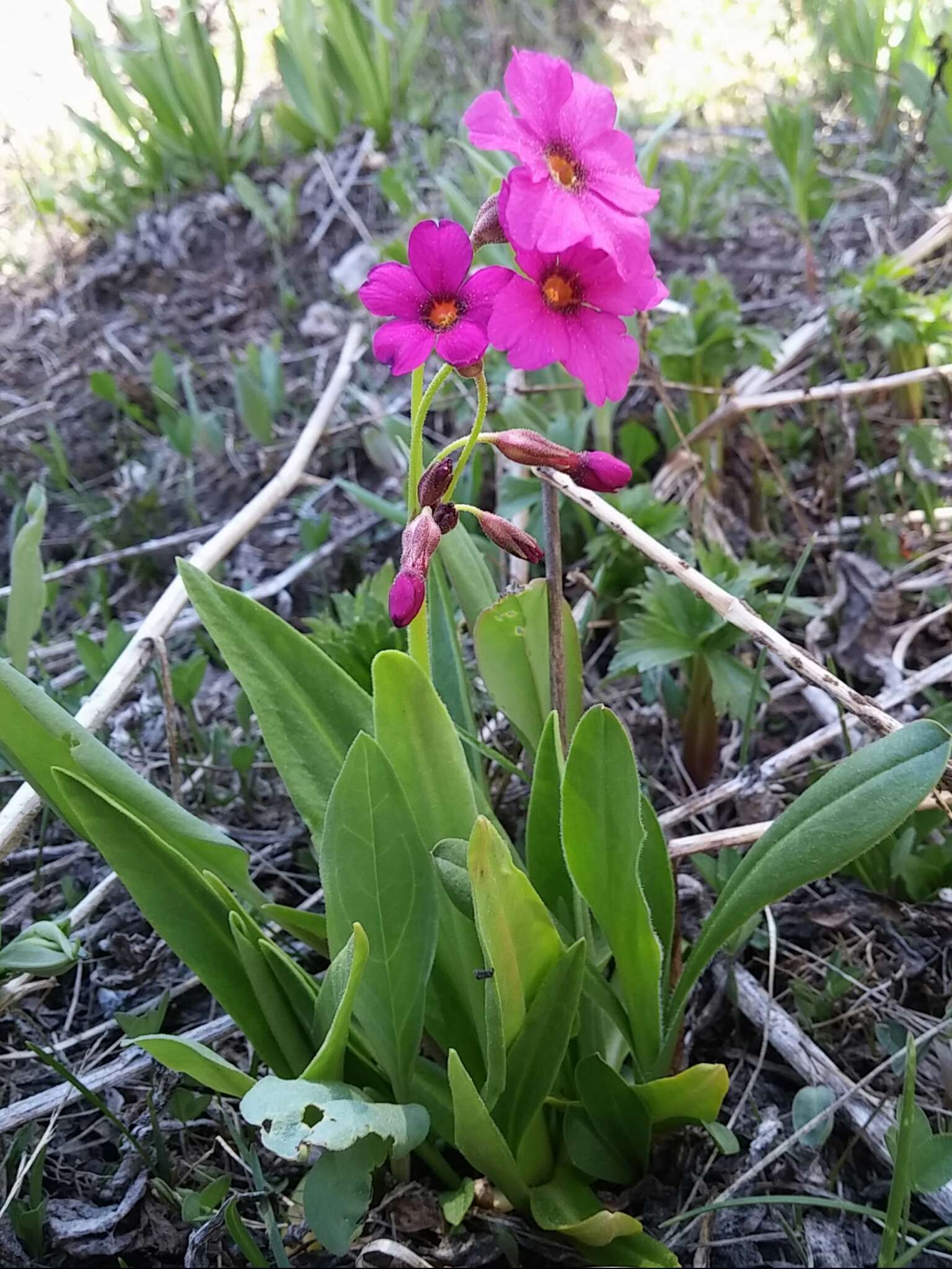 Primula parryi A. Gray resmi