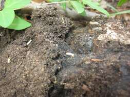 Image of Eastern Subterranean Termite