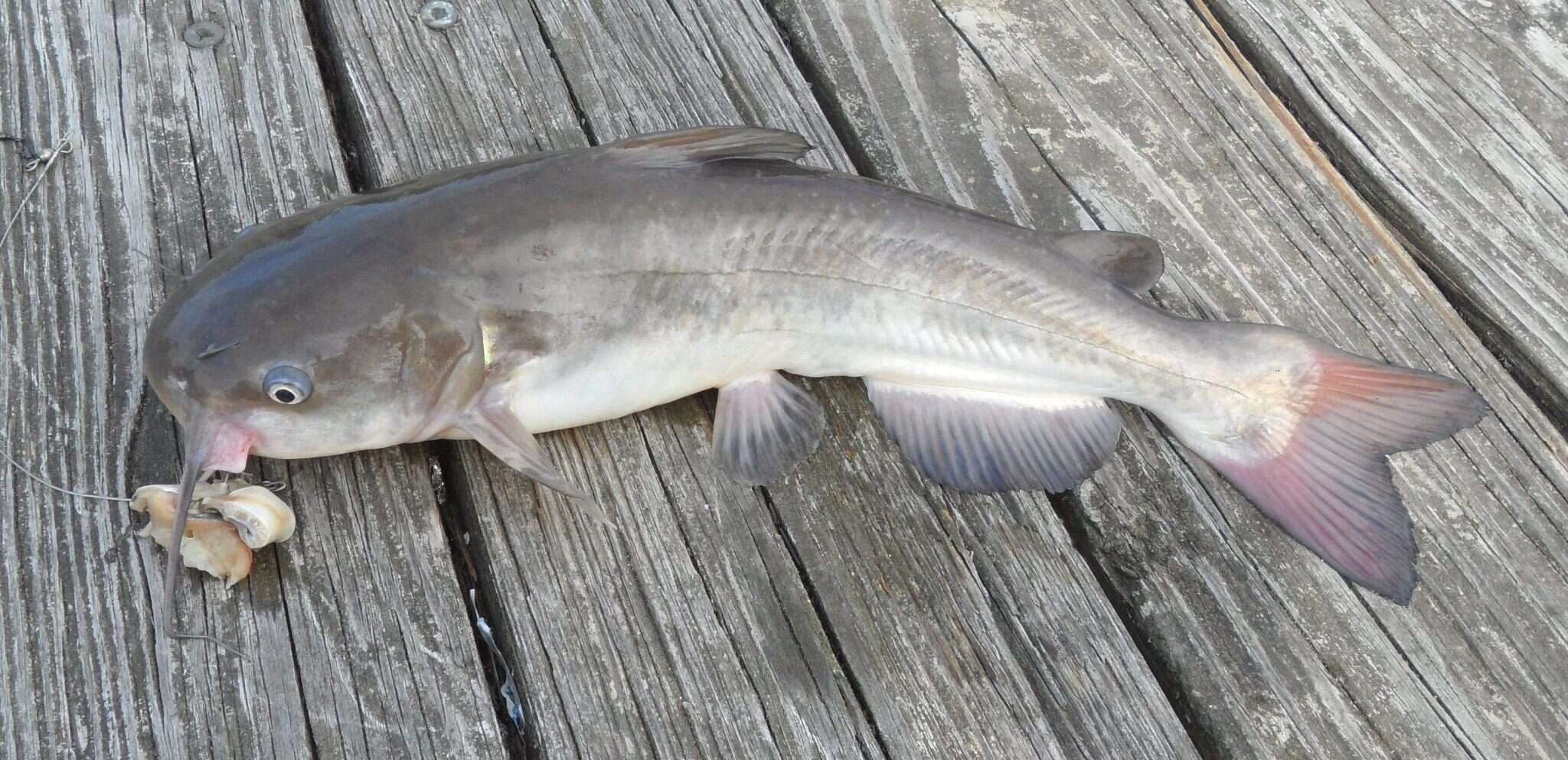 Image of White catfish