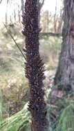 Image of Xanthorrhoea minor subsp. lutea D. J. Bedford