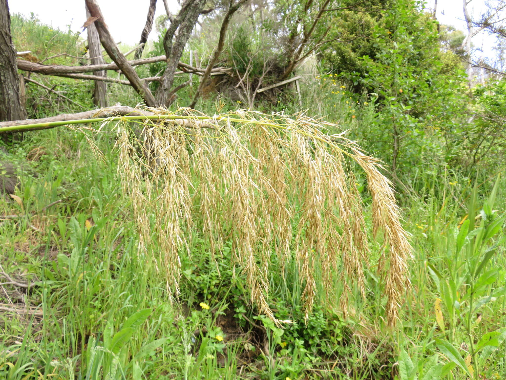 صورة Austroderia fulvida (Buchanan) N. P. Barker & H. P. Linder