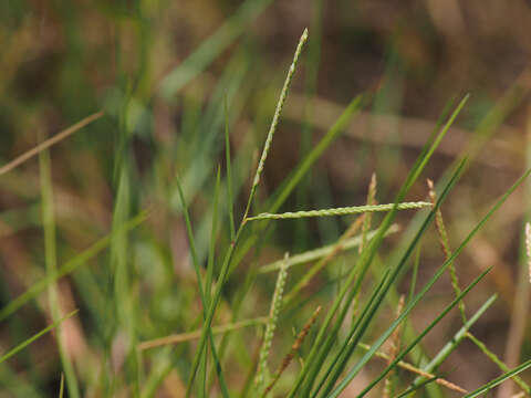 Image of Seashore paspalum