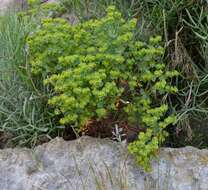 Euphorbia portlandica L. resmi