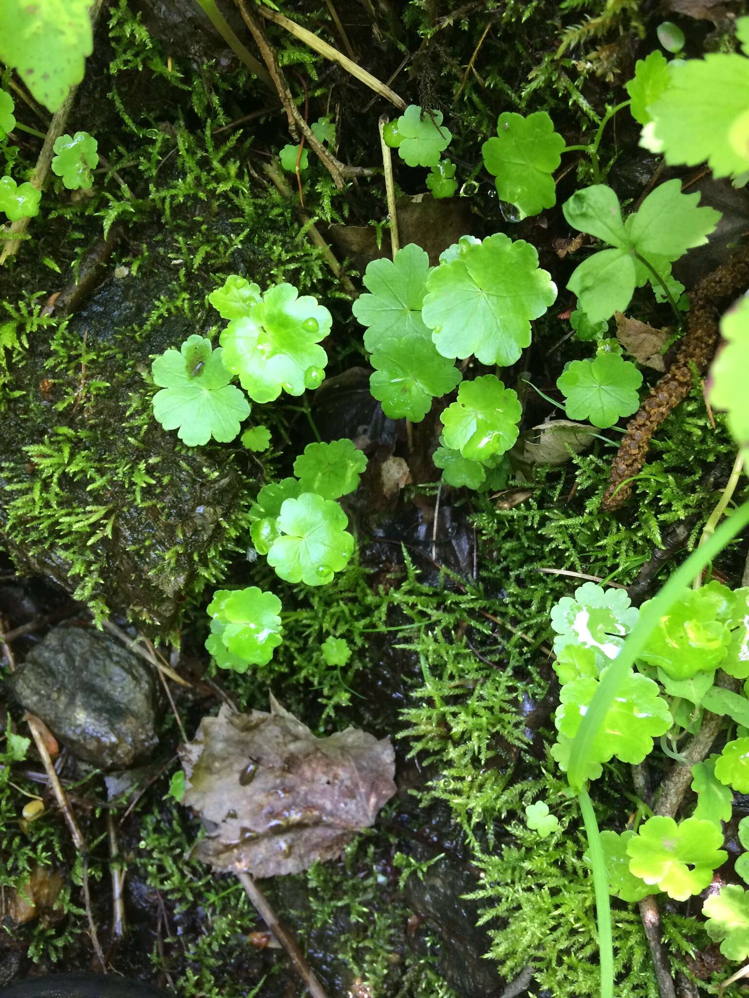 Image de Hydrocotyle americana L.