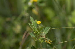 Image of wrinkled medick