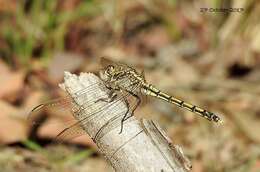 Image of Orthetrum caledonicum (Brauer 1865)