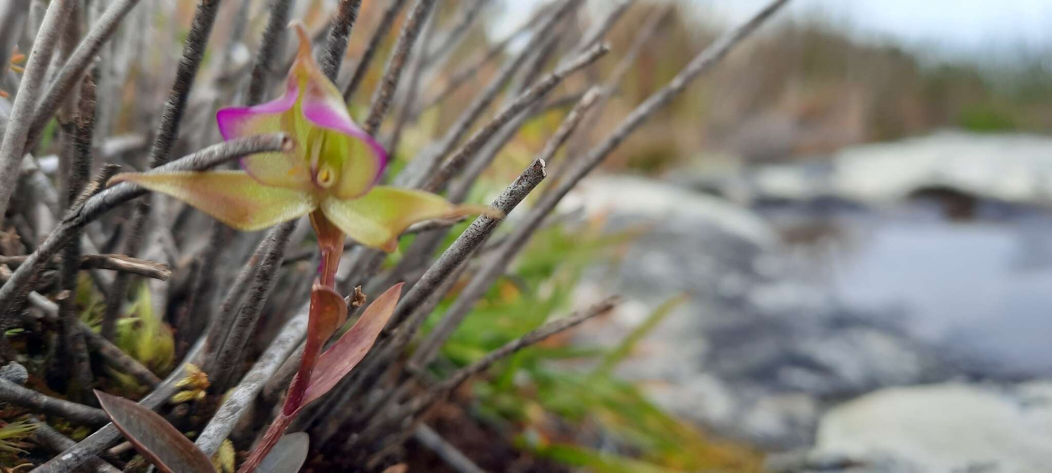 Image of Disperis capensis var. brevicaudata Rolfe