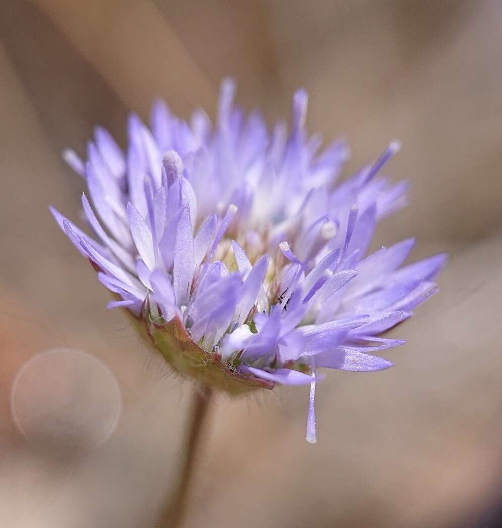 Image de Jasione montana subsp. montana