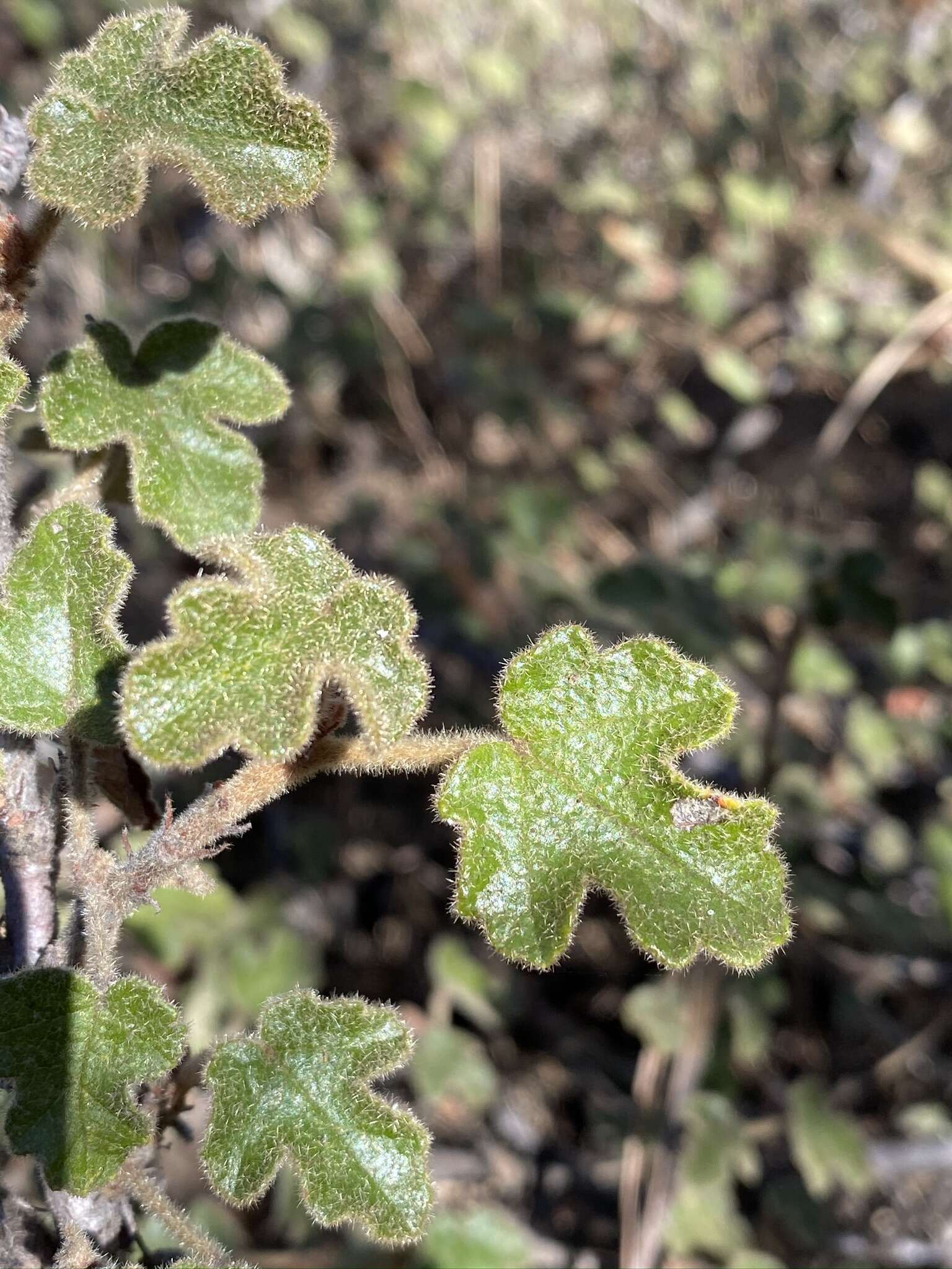 Image of Pine Hill flannelbush