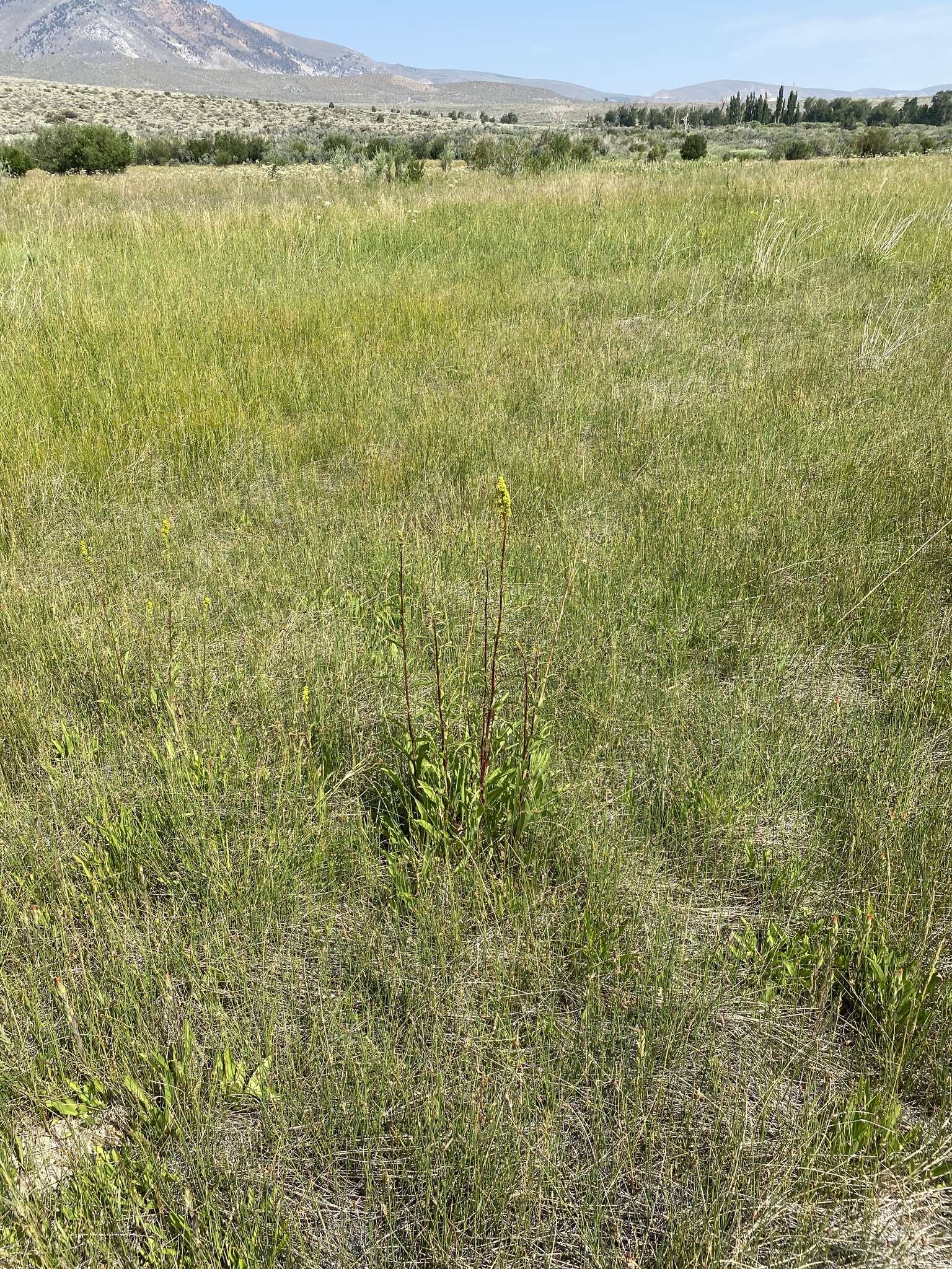 Image of Nevada Goldenrod