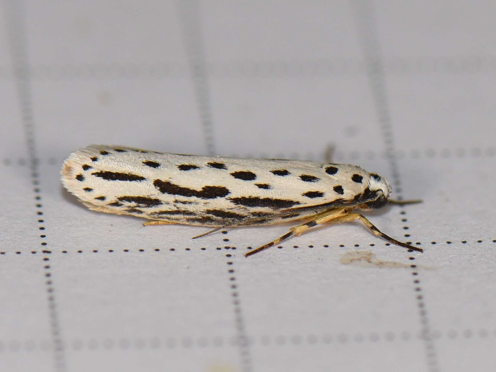 Image of Zeller's Ethmia Moth