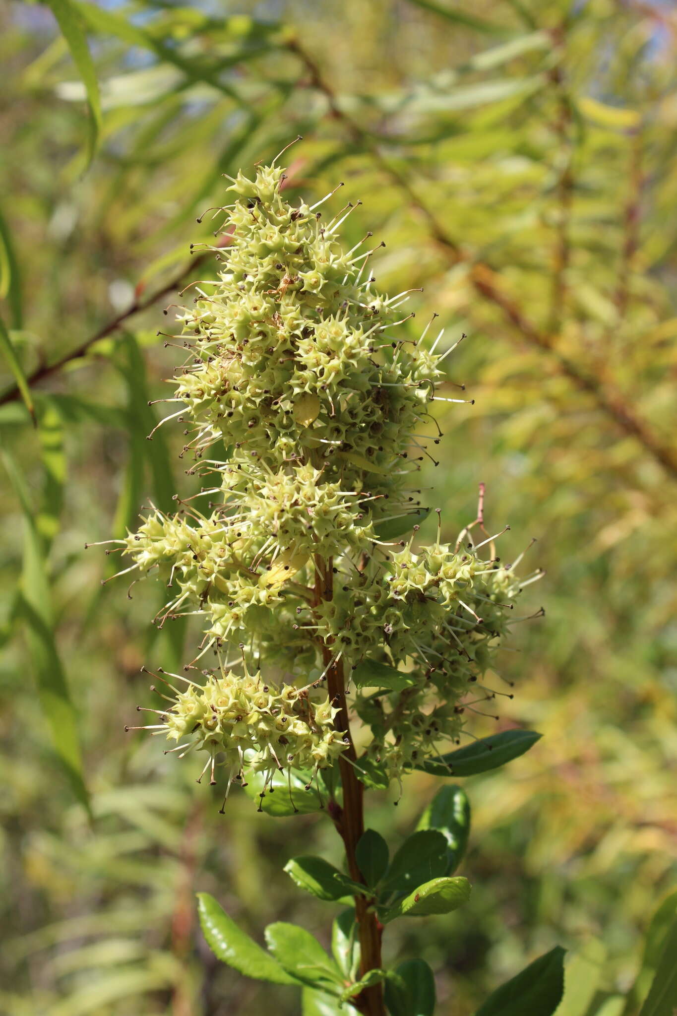 Image of Escallonia revoluta (Ruiz & Pav.) Pers.