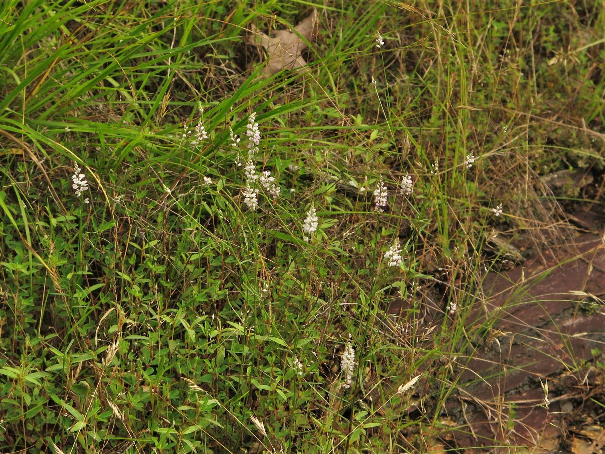 Image of whorled milkwort