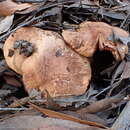 Plancia ëd Tricholoma austrocolossus Grgur. 2002