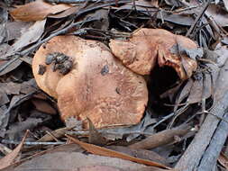 Image de Tricholoma austrocolossus Grgur. 2002