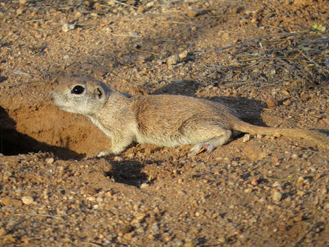 Image of Xerospermophilus Merriam 1892