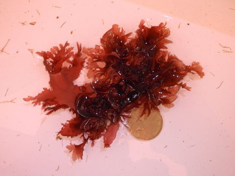 Image of <i>Phycodrys fimbriata</i>